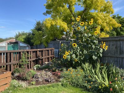 Picture of NHS allotment space at Pilgrim Hospital Boston 