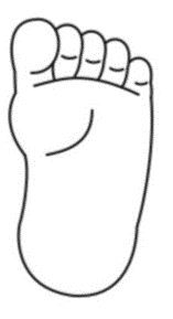 Figure 1. Normal foot
